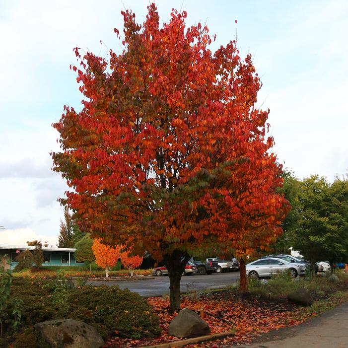 PINK FLAIR® SARGENT CHERRY