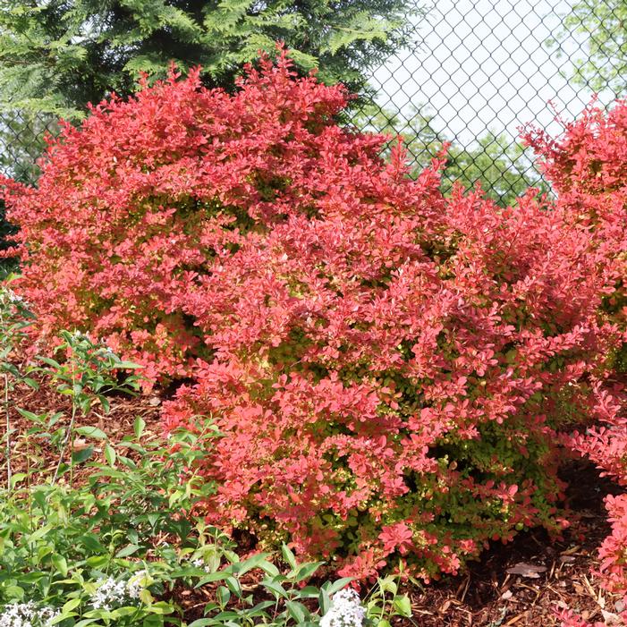 SUNJOY FAST NEO™ BARBERRY