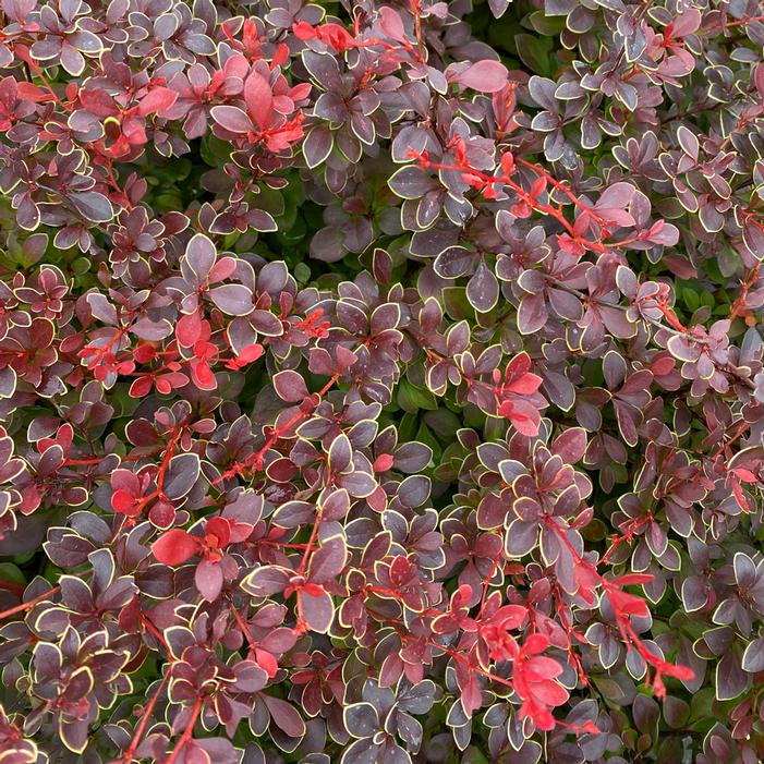 SUNJOY REALLY RED™ BARBERRY