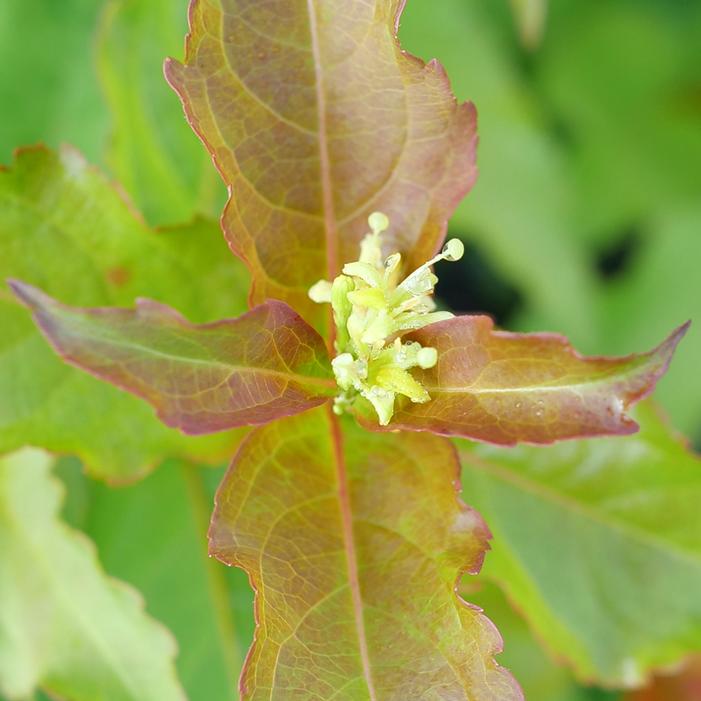 KODIAK SPICED™ BUSH HONEYSUCKLE