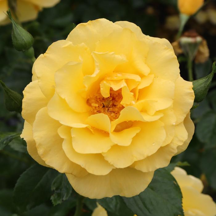REMINISCENT® YELLOW ROSE