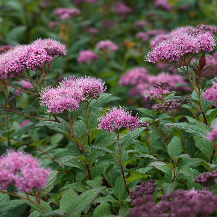 EMPIRE® ICE DRAGON™ SPIRAEA