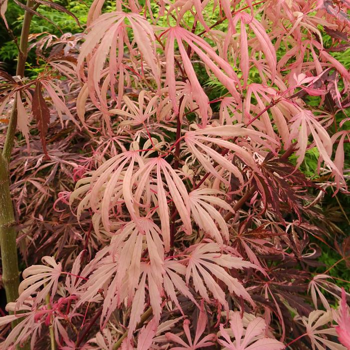 LILEEANNE'S JEWEL UPRIGHT JAPANESE MAPLE