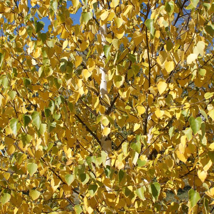 EMERALD FLARE® TIANSHAN BIRCH