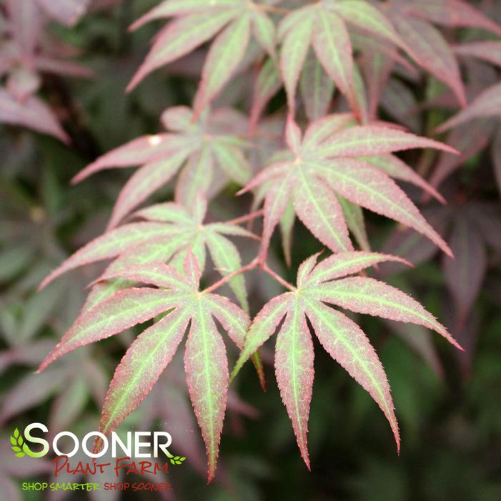 BOSKOOP GLORY UPRIGHT JAPANESE MAPLE