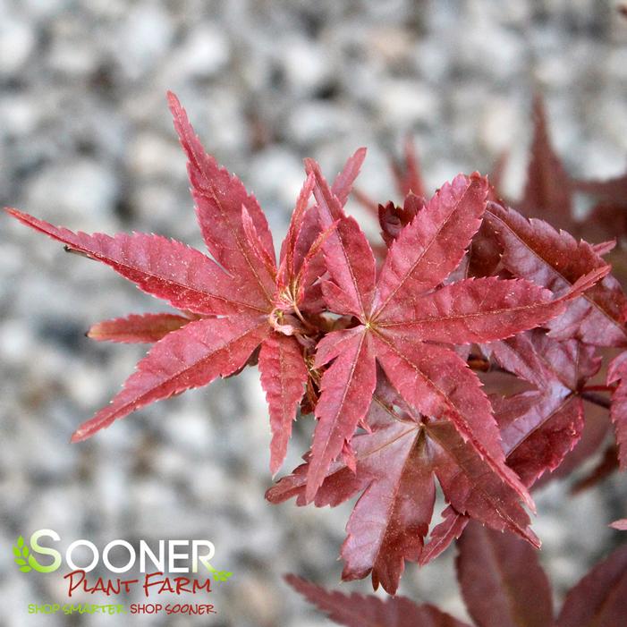 SKEETER'S BROOM UPRIGHT JAPANESE MAPLE