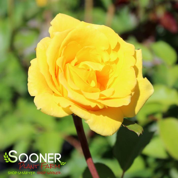 GRANDMA'S YELLOW SHRUB ROSE