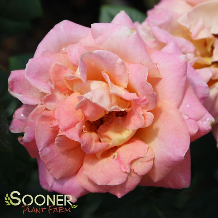 CHICAGO PEACE HYBRID TEA ROSE