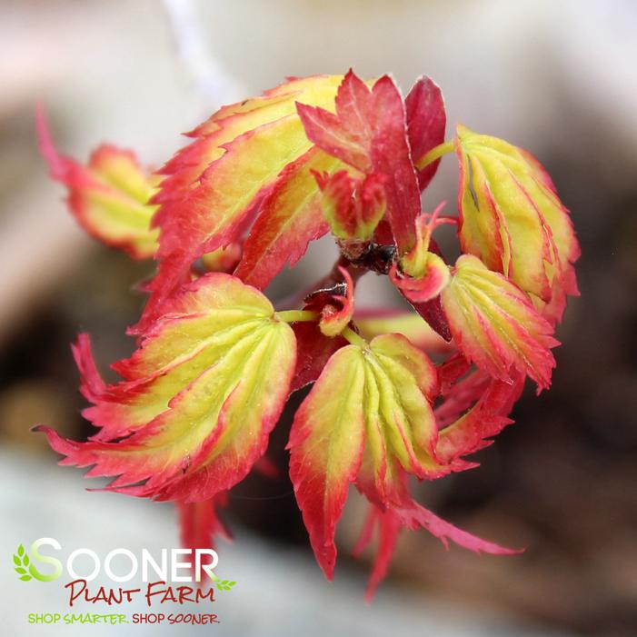 MURASAKI KIYOHIME UPRIGHT JAPANESE MAPLE