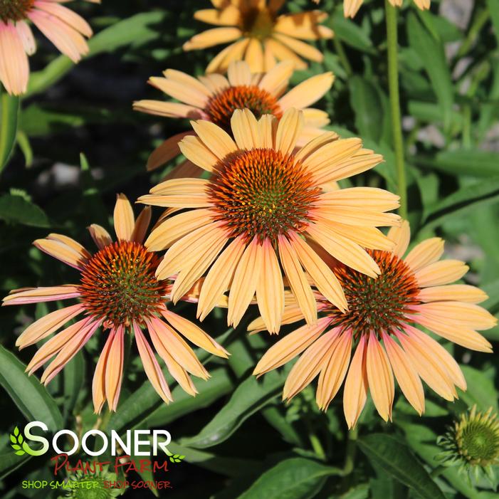 BIG KAHUNA CONEFLOWER