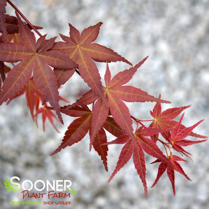 DESHOJO UPRIGHT JAPANESE MAPLE