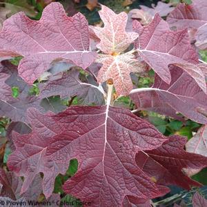 GATSBY PINK® OAKLEAF HYDRANGEA