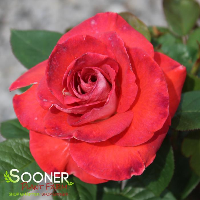 SMOKIN' HOT™ HYBRID TEA ROSE