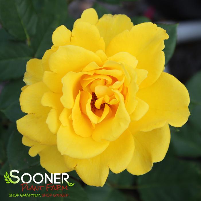 HENRY FONDA HYBRID TEA ROSE