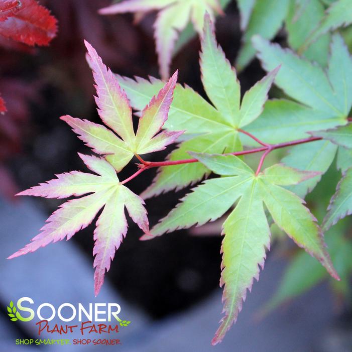 KIYOHIME UPRIGHT JAPANESE MAPLE