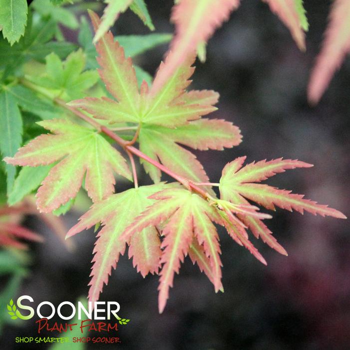 KOTO MARU DWARF UPRIGHT JAPANESE MAPLE