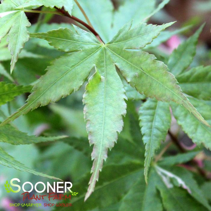 COTTON CANDY UPRIGHT JAPANESE MAPLE