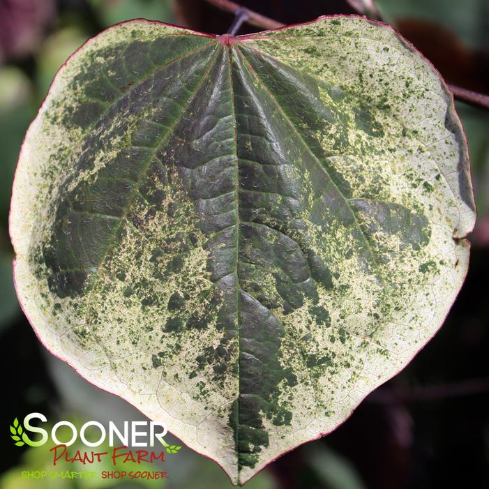 CAROLINA SWEETHEART® REDBUD