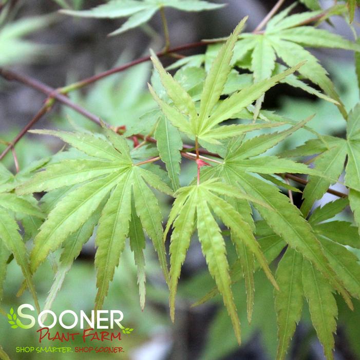 HUBBLE'S SUPER CORK UPRIGHT JAPANESE MAPLE