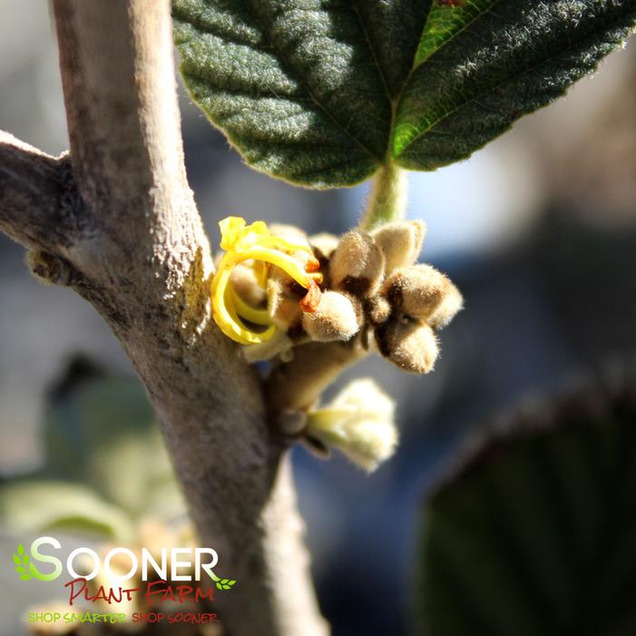 WISLEY SUPREME CHINESE WITCH HAZEL