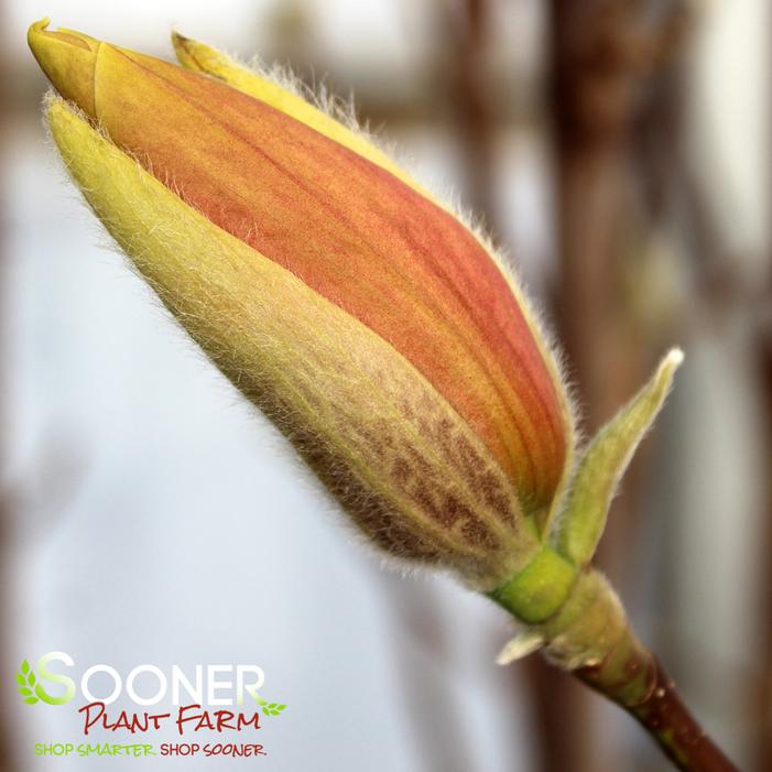 BLUSHING BELLE MAGNOLIA