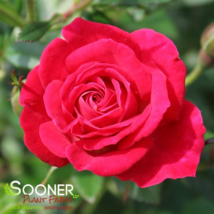 BE MY BABY™ MINIATURE SHRUB ROSE