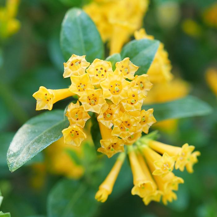 JUICED™ ORANGE JESSAMINE
