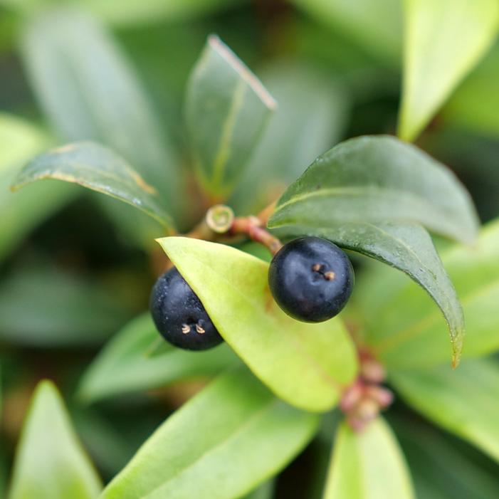 SWEET & LO™ SWEET BOX