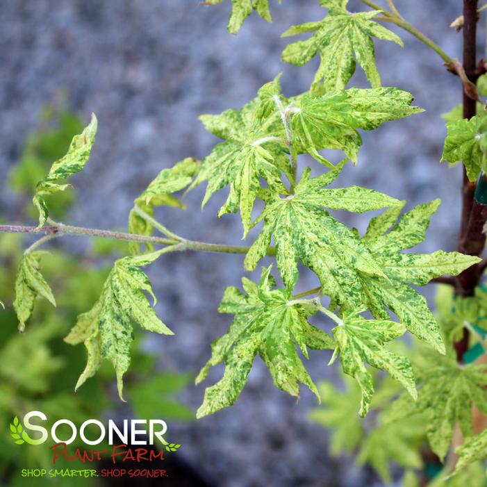 KUMOI NISHIKI FULL MOON UPRIGHT JAPANESE MAPLE