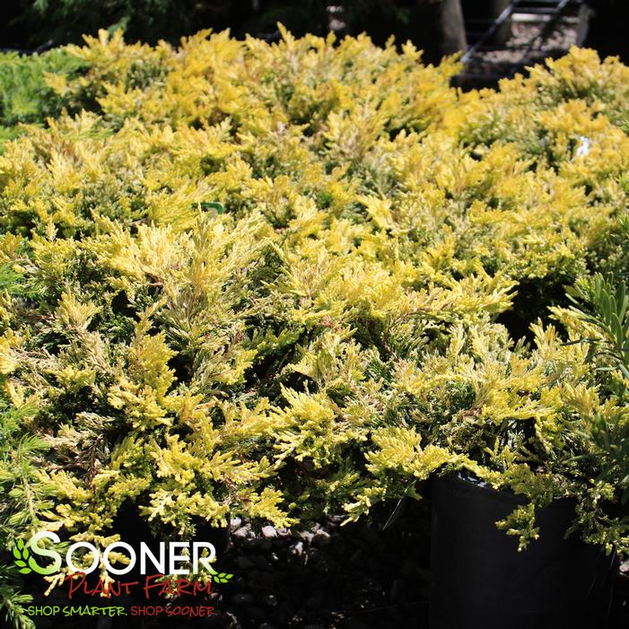 GOLD STRIKE JUNIPER