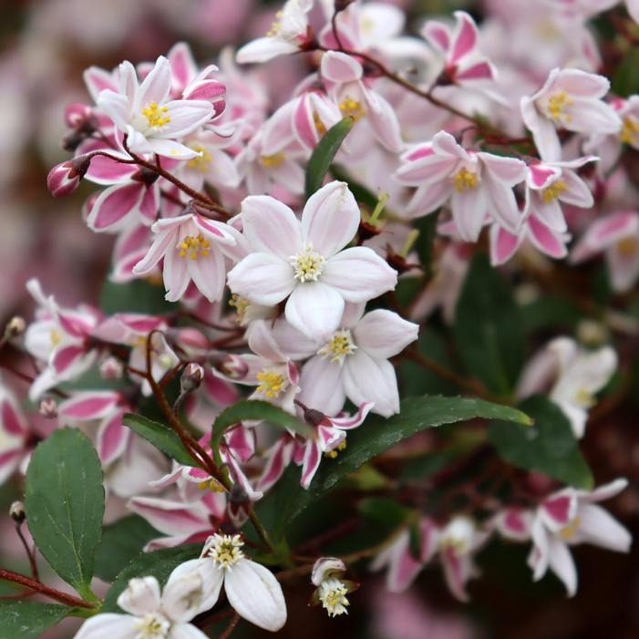 YUKI KABUKI® DEUTZIA