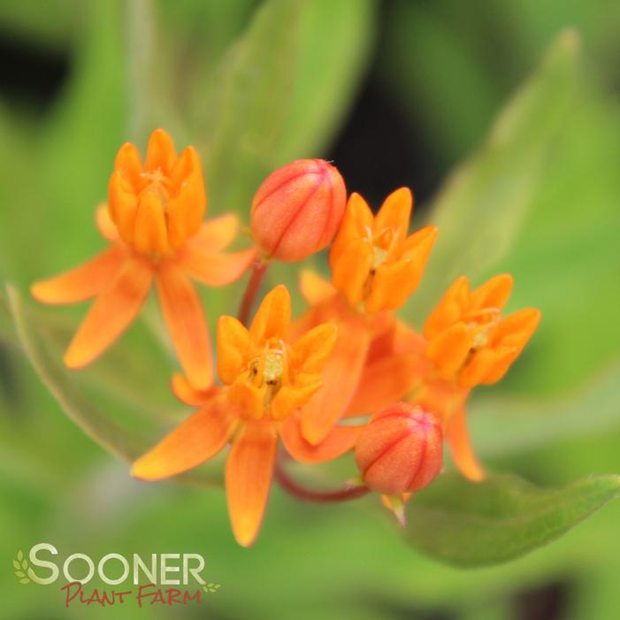 BUTTERFLY MILKWEED