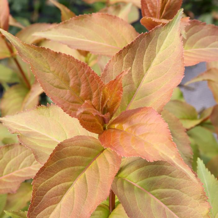 KODIAK SPICED™ BUSH HONEYSUCKLE