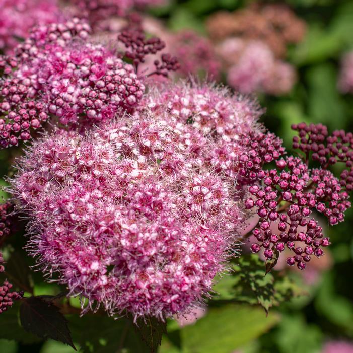 EMPIRE® ICE DRAGON™ SPIRAEA