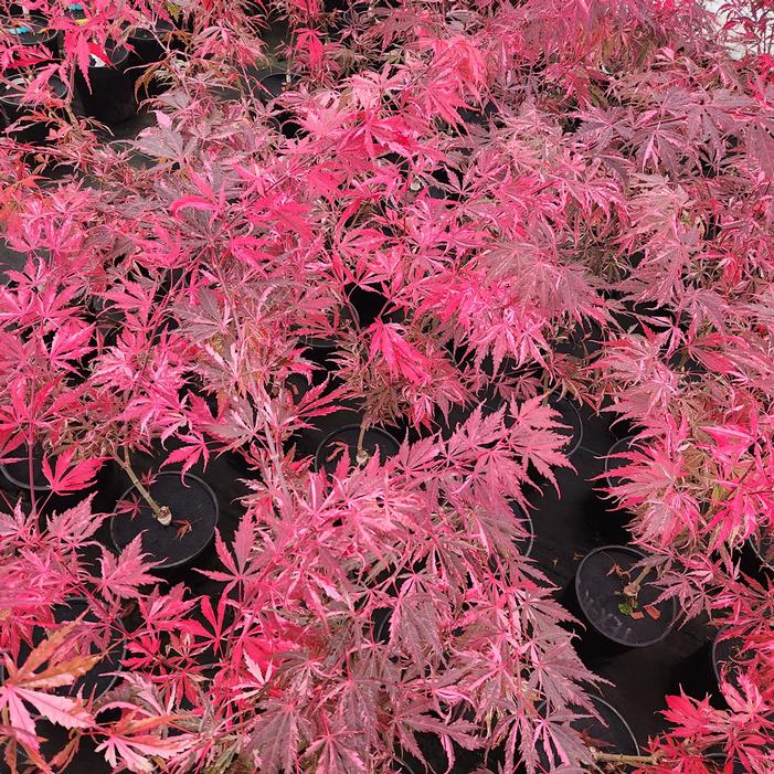 LILEEANNE'S JEWEL UPRIGHT JAPANESE MAPLE
