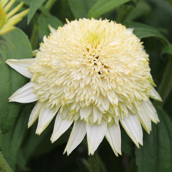 PUFF® VANILLA CONEFLOWER