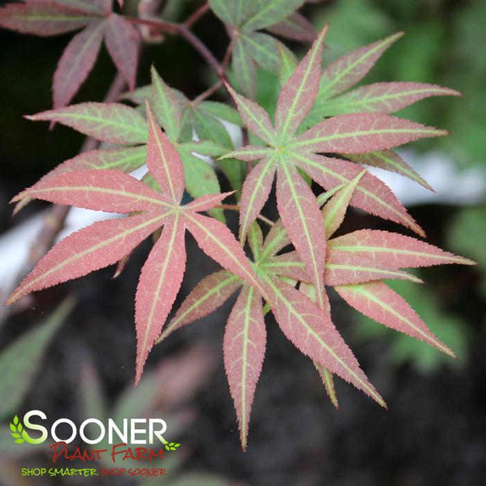 BOSKOOP GLORY UPRIGHT JAPANESE MAPLE