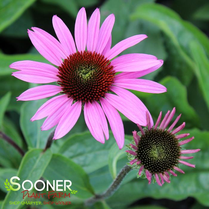 MERLOT CONEFLOWER