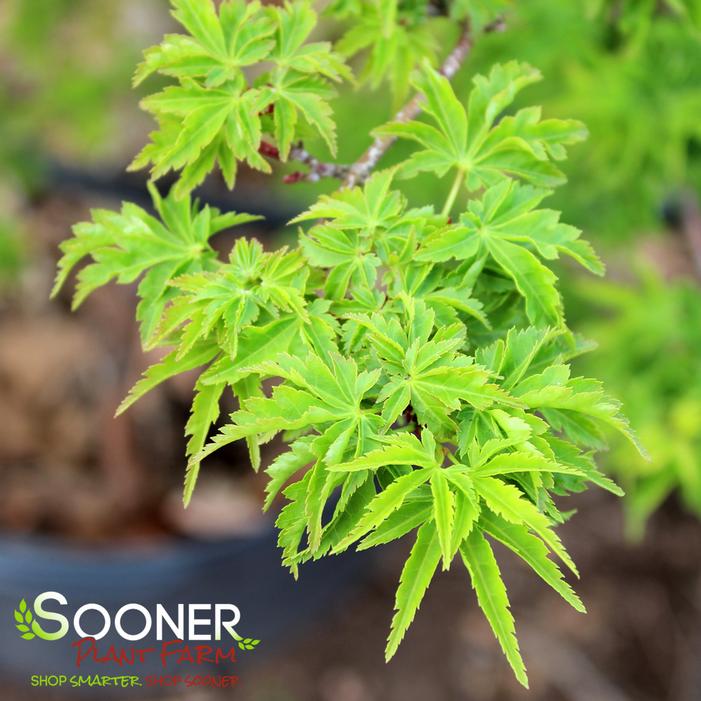 LION'S HEAD UPRIGHT JAPANESE MAPLE