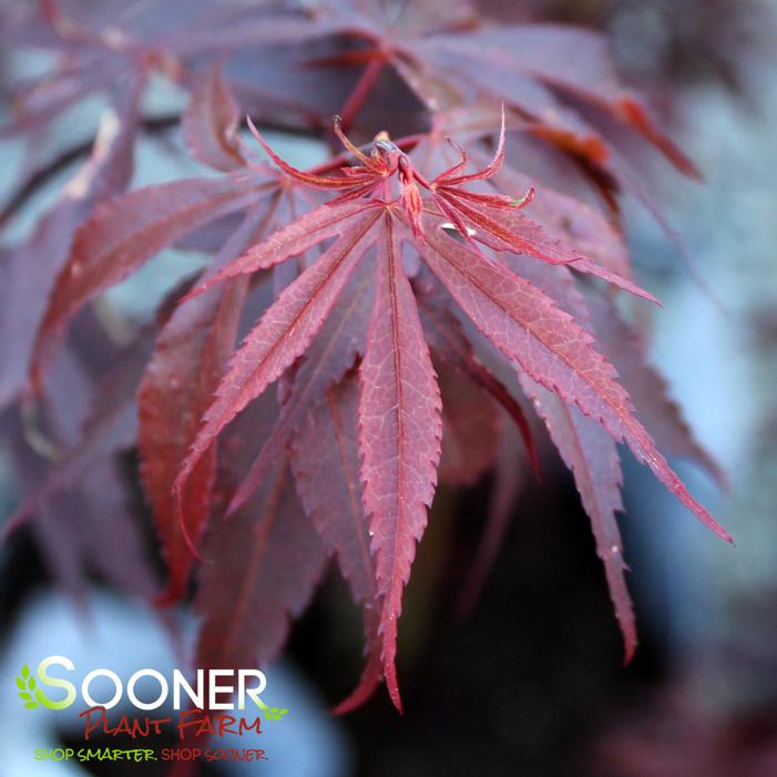 SKEETER'S BROOM UPRIGHT JAPANESE MAPLE