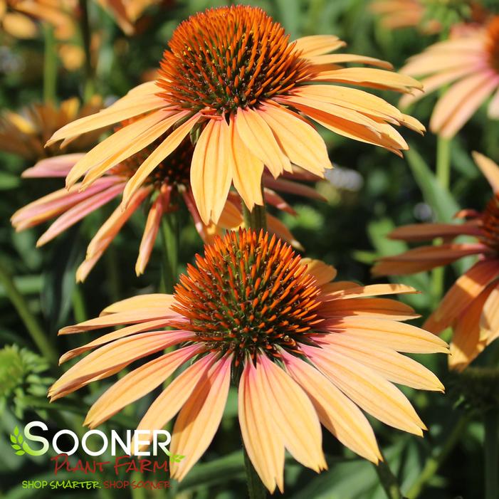 BIG KAHUNA CONEFLOWER