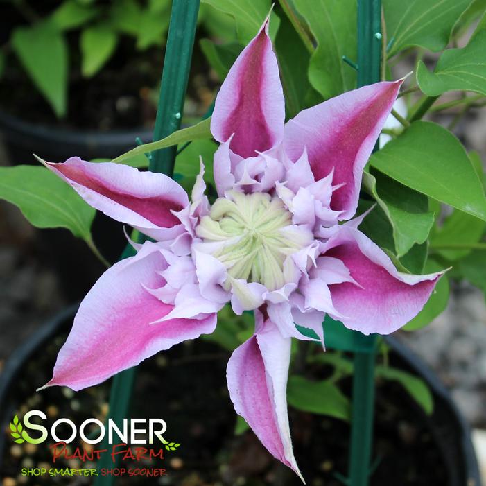 JOSEPHINE™ CLEMATIS