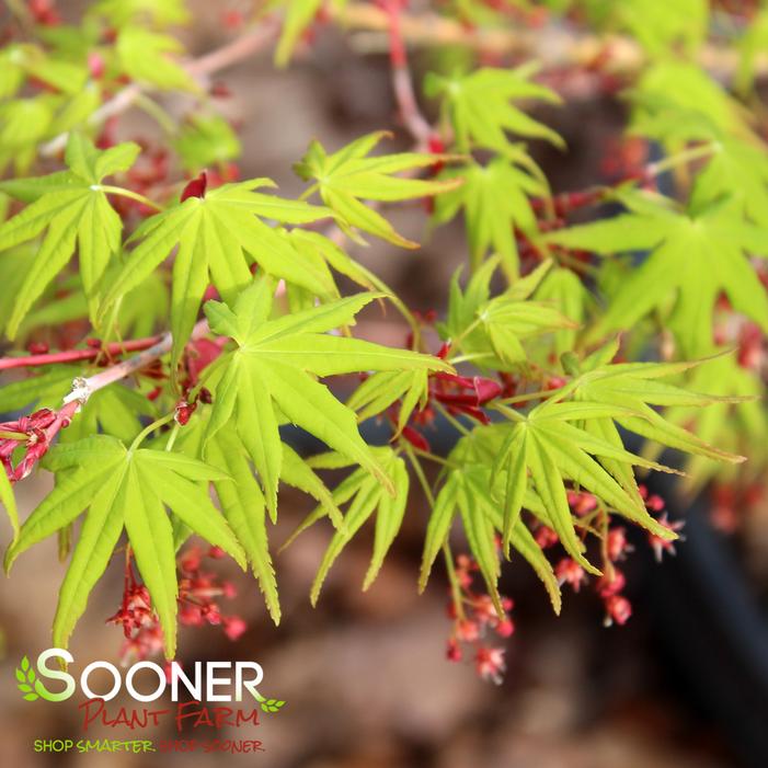 JAPANESE SUNRISE UPRIGHT JAPANESE MAPLE