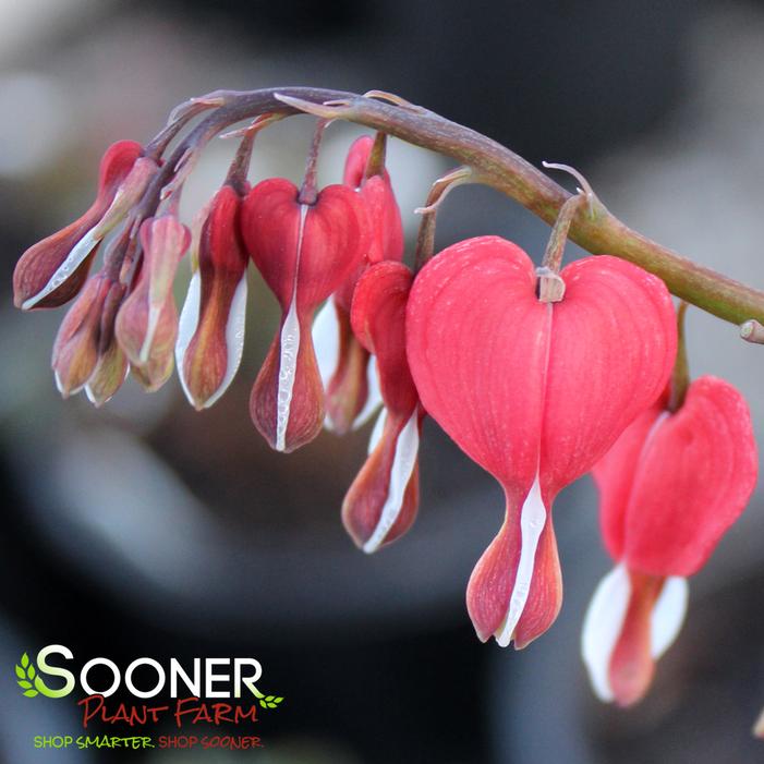 VALENTINE BLEEDING HEART