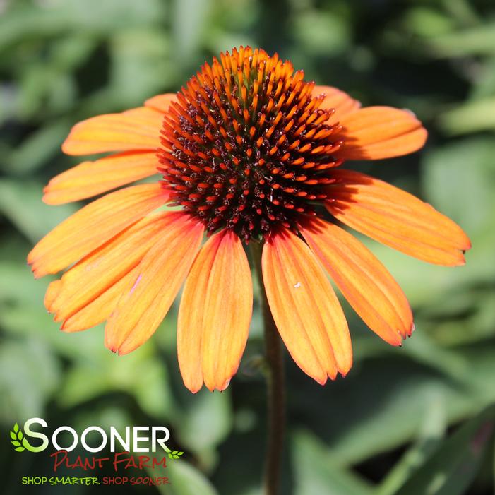 KISMET® INTENSE ORANGE CONEFLOWER