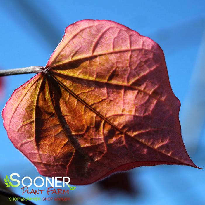 CAROLINA SWEETHEART® REDBUD