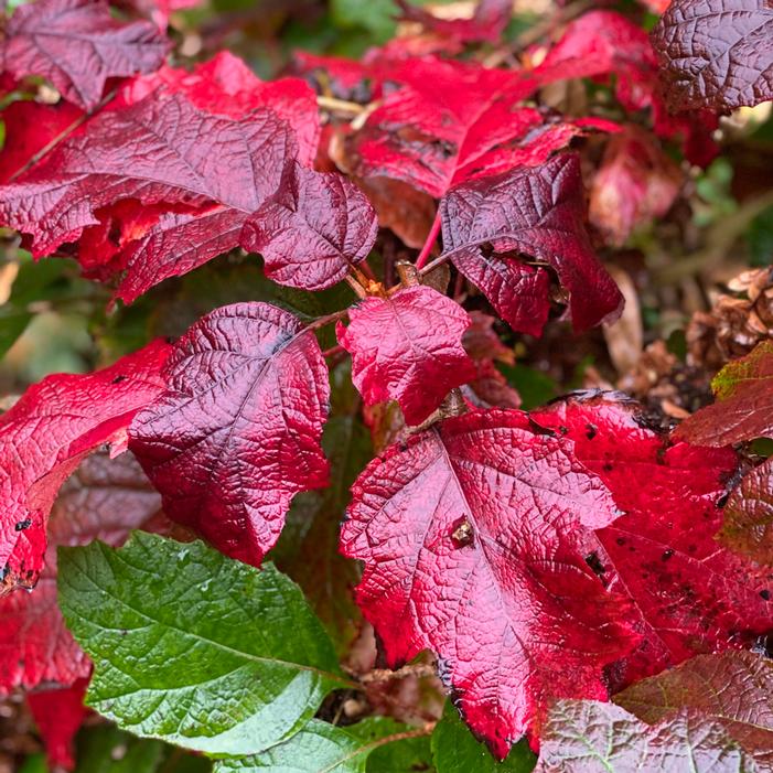 SNOWCICLE OAKLEAF HYDRANGEA