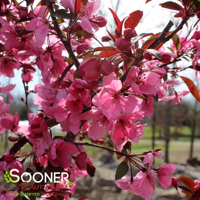 SHOW TIME™ CRABAPPLE