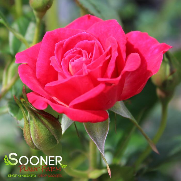 BE MY BABY™ MINIATURE SHRUB ROSE