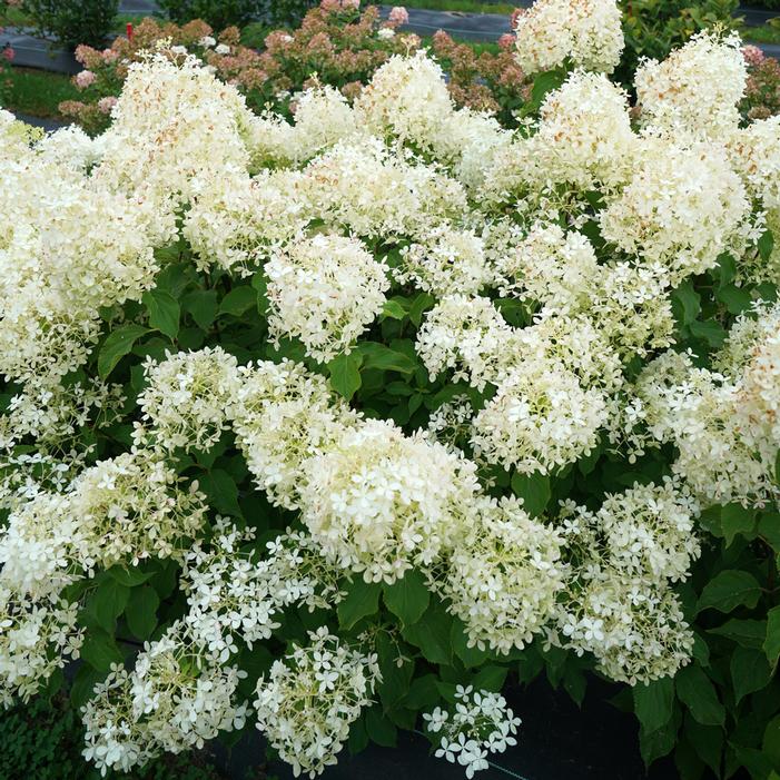 PUFFER FISH® HYDRANGEA